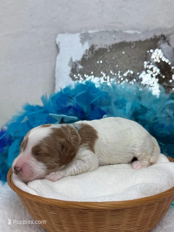 Ellie's Turquoise Girl – Cavapoo puppy for sale in Bullard, TX