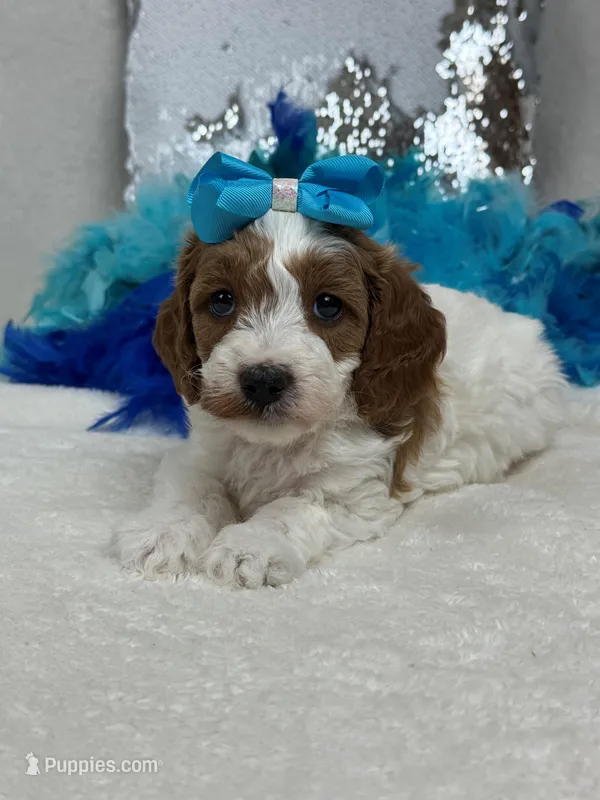 Ellie's Turquoise Girl – Cavapoo puppy for sale in Bullard, TX