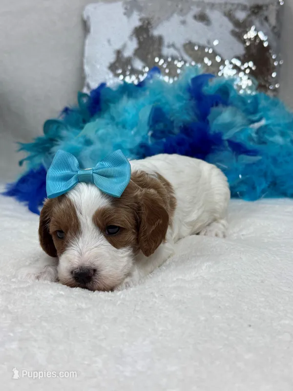 Ellie's Turquoise Girl – Cavapoo puppy for sale in Bullard, TX