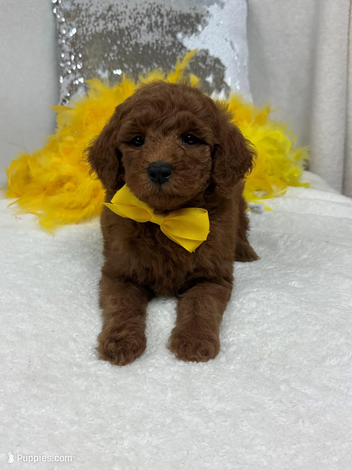 Brinley Yellow Boy – Miniature Goldendoodle puppy for sale in Bullard, TX