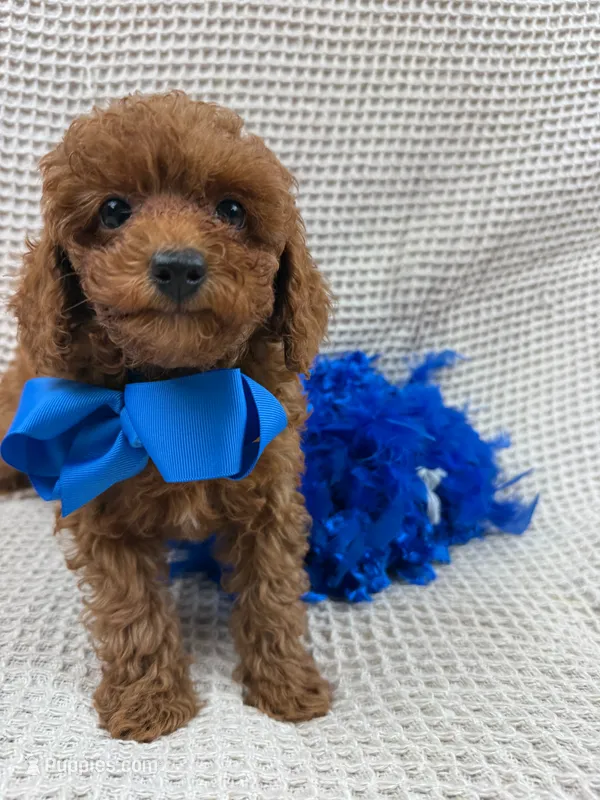 Jules Blue Boy – Poodle - Miniature  puppy for sale in Bullard, TX