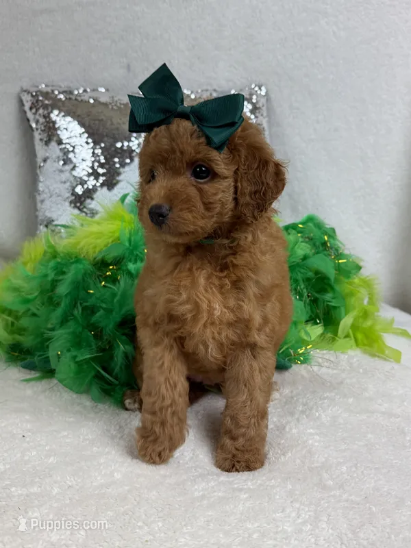 Mia's Green Girl – Cavapoo puppy for sale in Bullard, TX