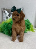 Mia's Green Girl, a female Cavapoo for sale in Bullard, TX – 1 of 7
