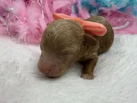 Aspen's Coral Boy, a female Miniature Bernedoodle for sale in Bullard, TX – 3 of 3