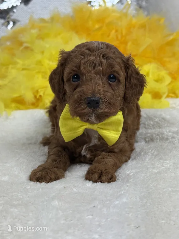 Tally's Yellow Boy – Poodle - Miniature  puppy for sale in Bullard, TX