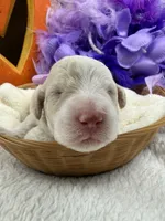 Elsa's Purple Girl, a female Miniature Bernedoodle for sale in Bullard, TX – 3 of 4