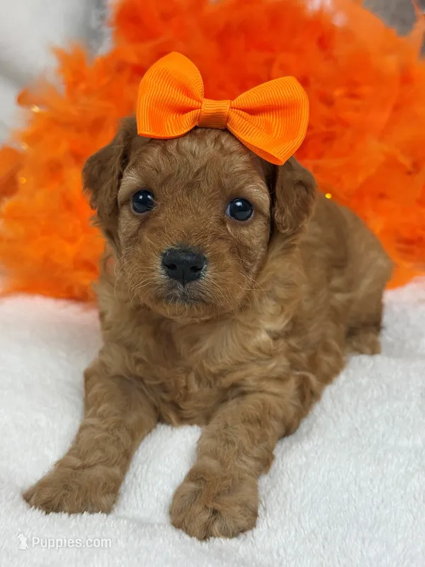 Mia's Orange Girl – Cavapoo puppy for sale in Bullard, TX