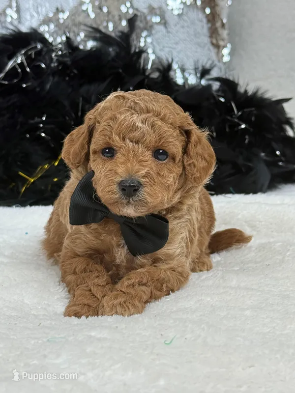 Chloe Black Boy – Maltipoo puppy on hold in Bullard, TX