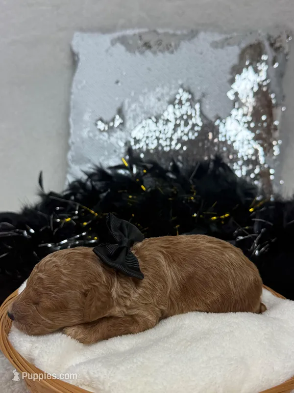 Chloe Black Boy – Maltipoo puppy for sale in Bullard, TX