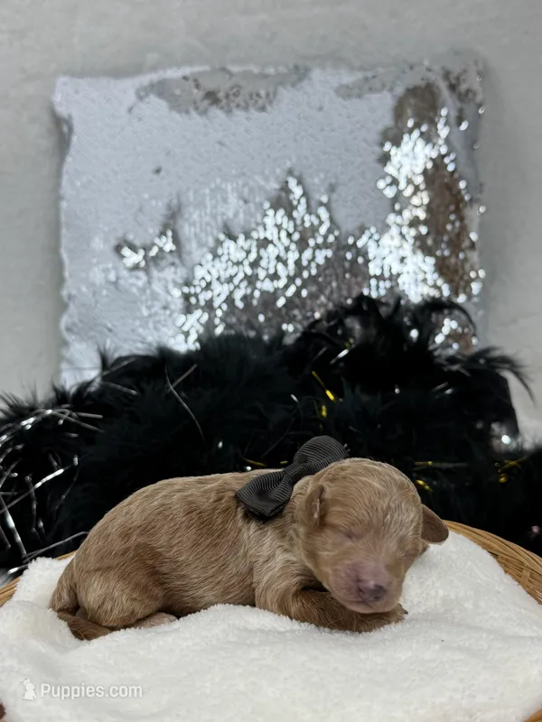 Chloe Black Boy – Maltipoo puppy for sale in Bullard, TX