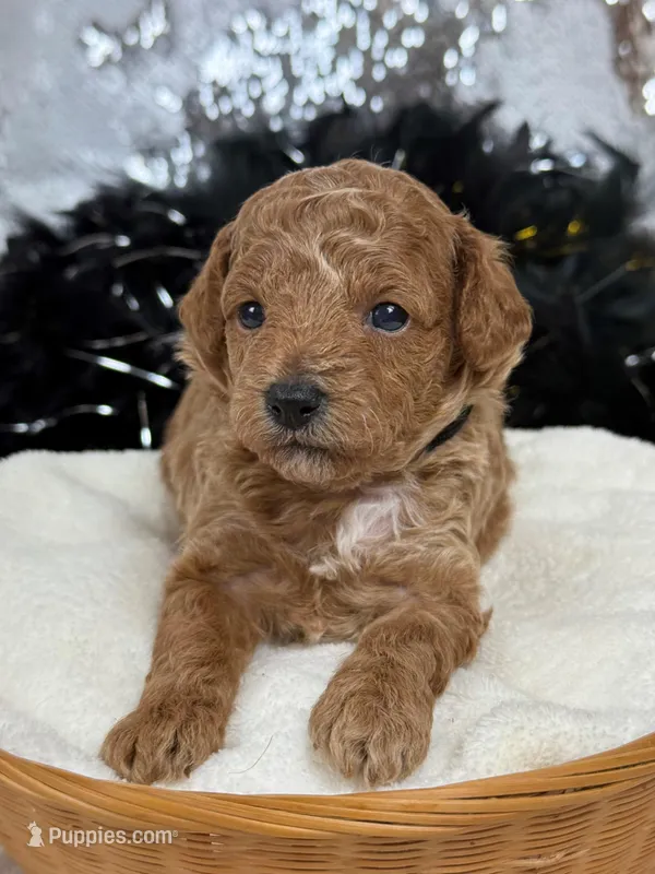 Chloe Black Boy – Maltipoo puppy for sale in Bullard, TX