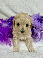 Daisy's Purple Girl, a female Maltipoo for sale in Bullard, TX – 5 of 5