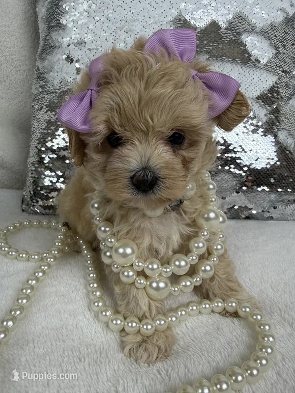 Daisy's Purple Girl – Maltipoo puppy for sale in Bullard, TX