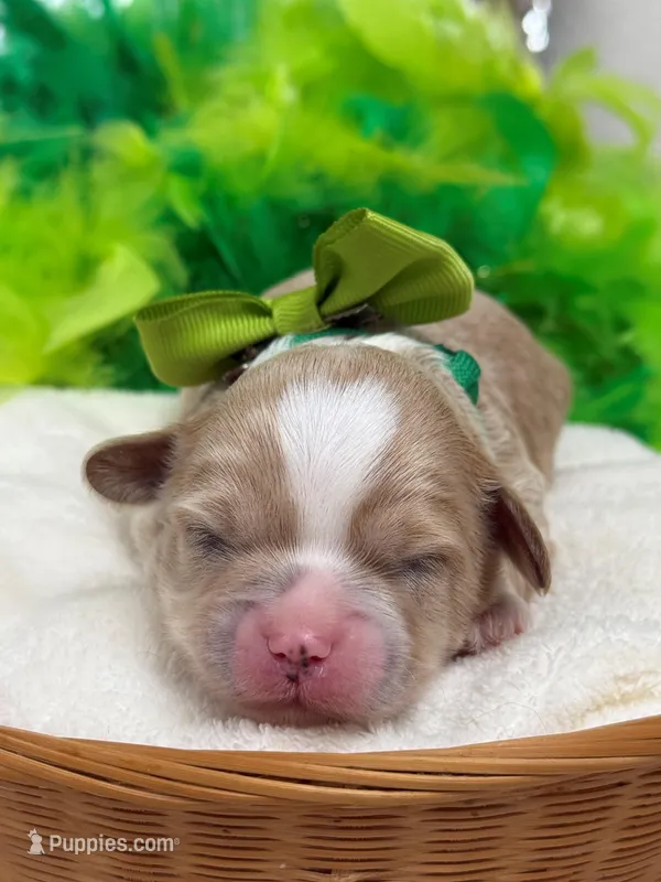 Rae Rae Green Boy – Cavapoo puppy for sale in Bullard, TX