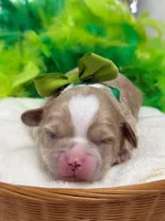 Rae Rae Green Boy, a male Cavapoo for sale in Bullard, TX – 5 of 6