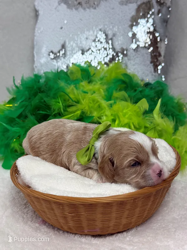 Rae Rae Green Boy – Cavapoo puppy for sale in Bullard, TX