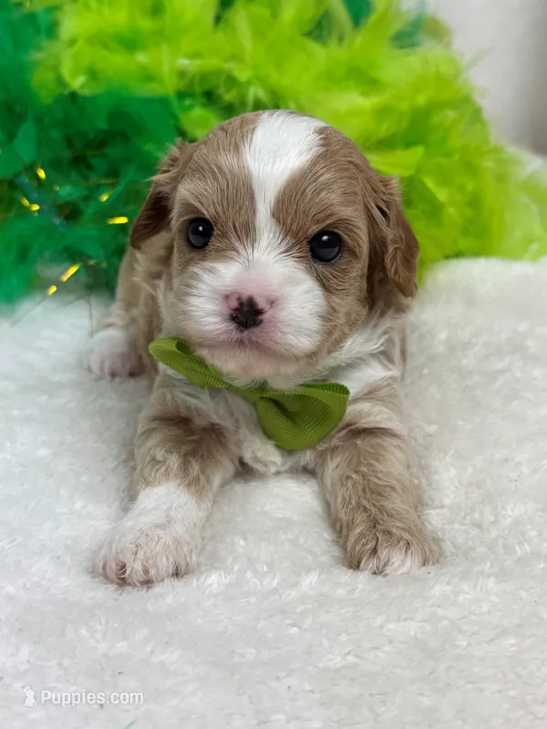 Rae Rae Green Boy – Cavapoo puppy for sale in Bullard, TX
