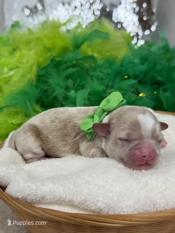 Rae Rae Green Boy – Cavapoo puppy for sale in Bullard, TX