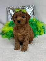 Mia's Green Girl, a female Cavapoo for sale in Bullard, TX – 2 of 7