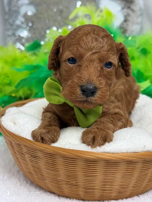 Scarlett's Green Boy – Poodle - Miniature  puppy for sale in Bullard, TX