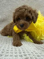 Jules Yellow Boy, a male Poodle - Miniature  for sale in Bullard, TX – 7 of 7