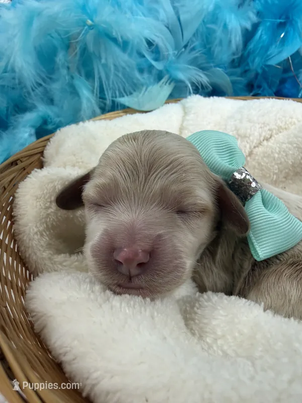 Kylie's Turquoise Girl – Cockapoo puppy for sale in Bullard, TX