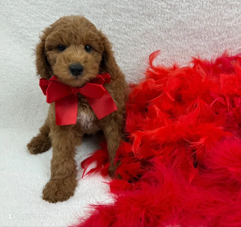 Brinley's Red Boy – Miniature Goldendoodle puppy for sale in Bullard, TX