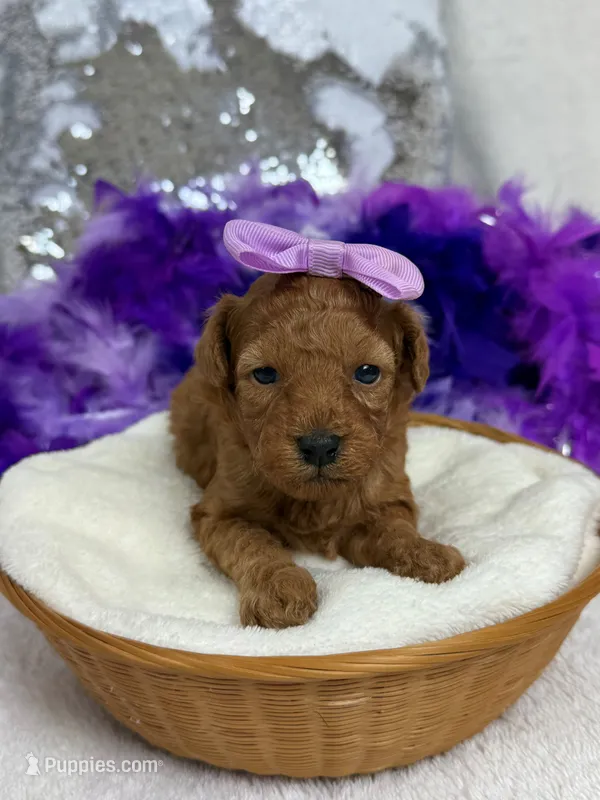 Scarlett's Purple Girl – Poodle - Miniature  puppy for sale in Bullard, TX