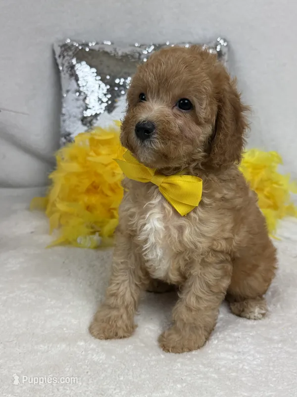 Mia's Yellow Boy – Cavapoo puppy for sale in Bullard, TX