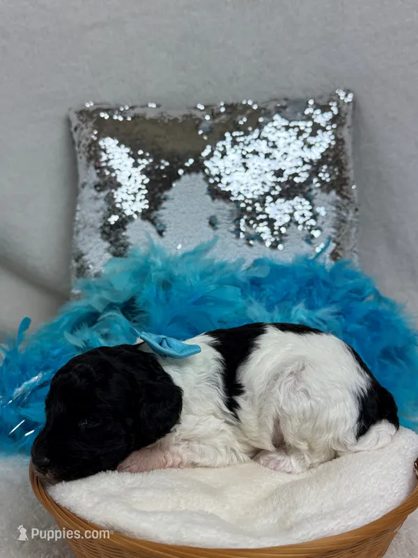 Princess's Turquoise Boy – Poodle - Toy  puppy for sale in Bullard, TX