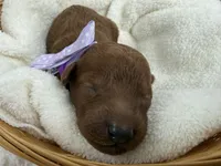 Brinley's Purple Boy, a male Miniature Goldendoodle for sale in Bullard, TX – 2 of 3