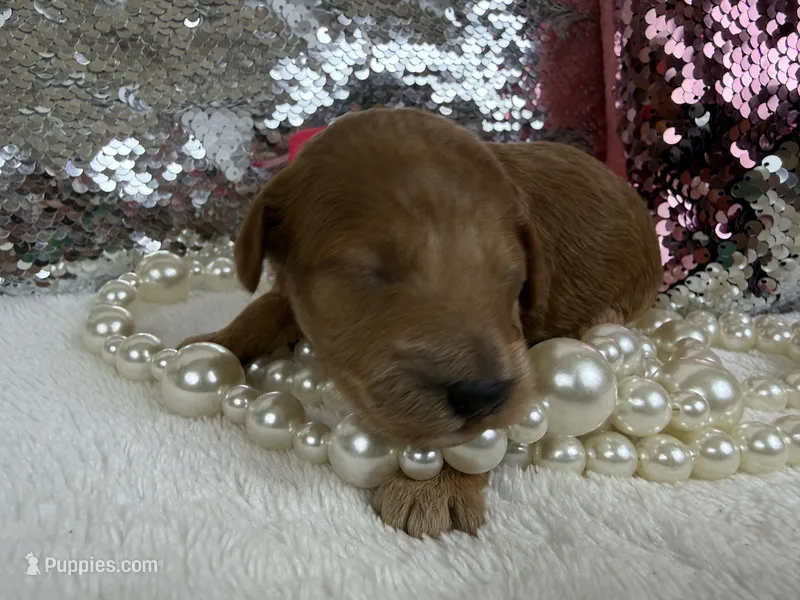 Tally's Pink Girl – Poodle - Miniature  puppy for sale in Bullard, TX