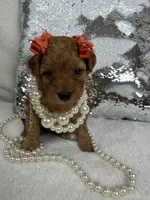 Mia's Orange Girl, a female Cavapoo for sale in Bullard, TX – 4 of 7