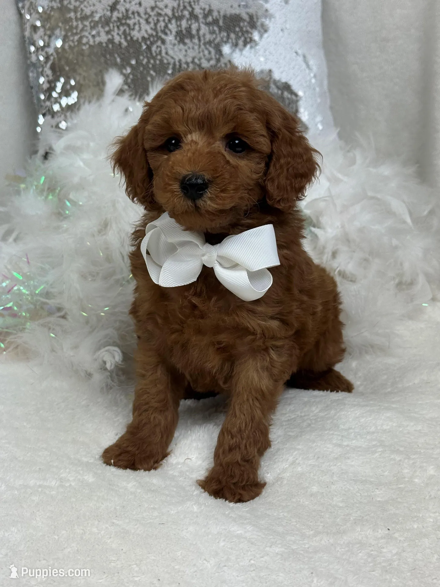Brinley White Boy, a male Miniature Goldendoodle for sale in Bullard, TX – Photo 3 of 8
