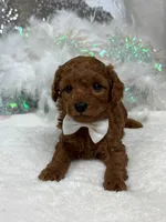 Brinley White Boy, a male Miniature Goldendoodle for sale in Bullard, TX – Photo 5 of 8