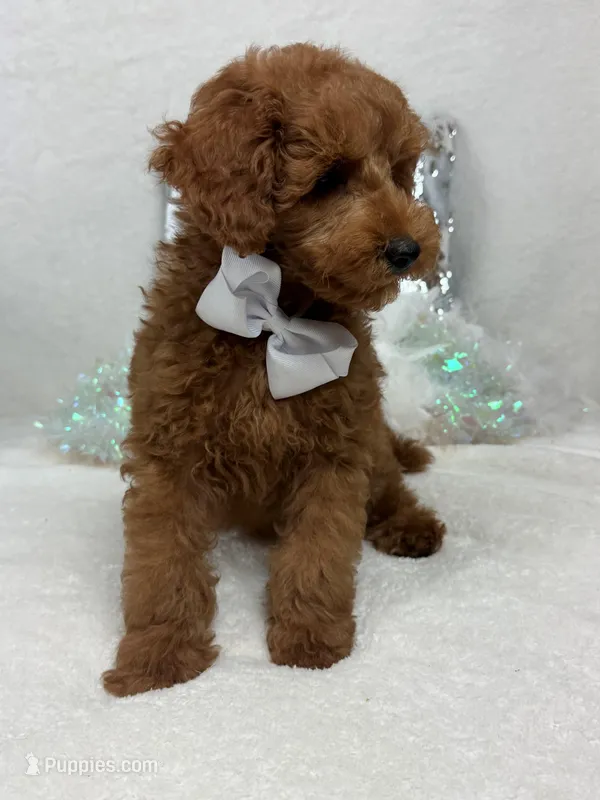 Brinley White Boy – Miniature Goldendoodle puppy for sale in Bullard, TX