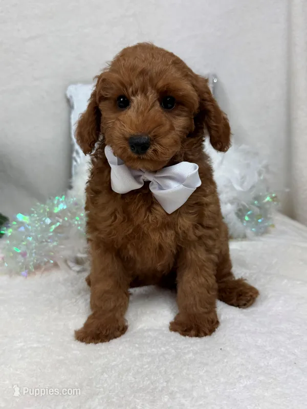 Brinley White Boy – Miniature Goldendoodle puppy for sale in Bullard, TX