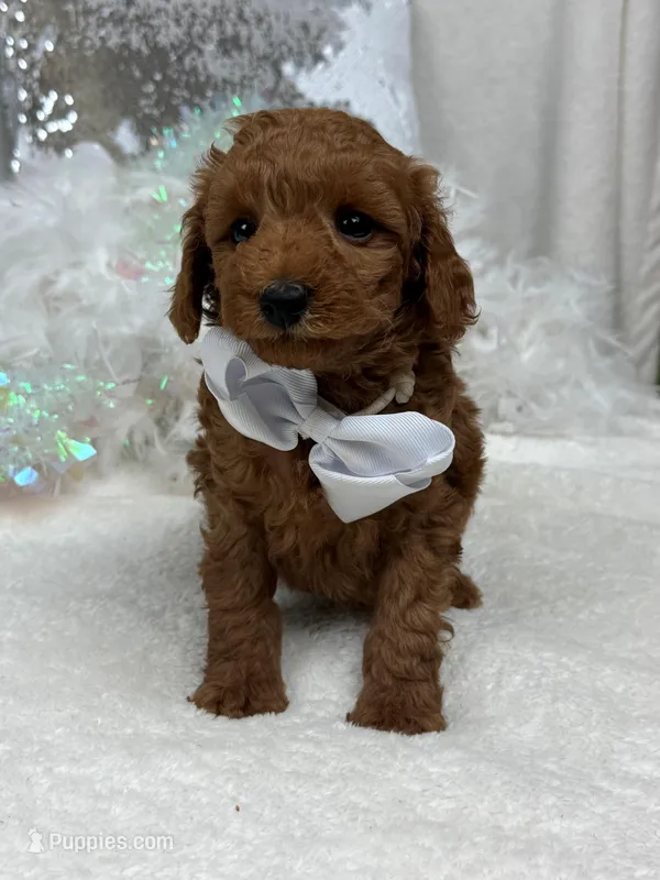 Brinley White Boy – Miniature Goldendoodle puppy for sale in Bullard, TX
