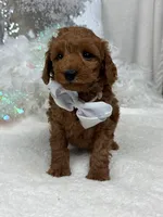 Brinley White Boy, a male Miniature Goldendoodle for sale in Bullard, TX – Photo 4 of 8