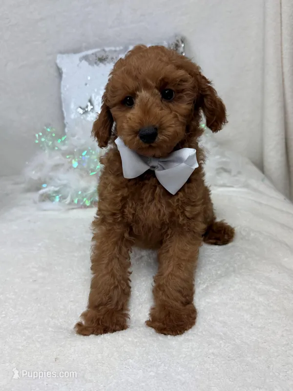 Brinley White Boy – Miniature Goldendoodle puppy for sale in Bullard, TX