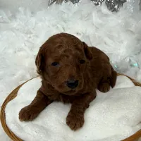 Brinley White Boy, a male Miniature Goldendoodle for sale in Bullard, TX – Photo 7 of 8