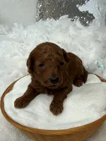 Brinley White Boy, a male Miniature Goldendoodle for sale in Bullard, TX – Photo 1 of 2