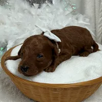 Brinley White Boy, a male Miniature Goldendoodle for sale in Bullard, TX – Photo 8 of 8