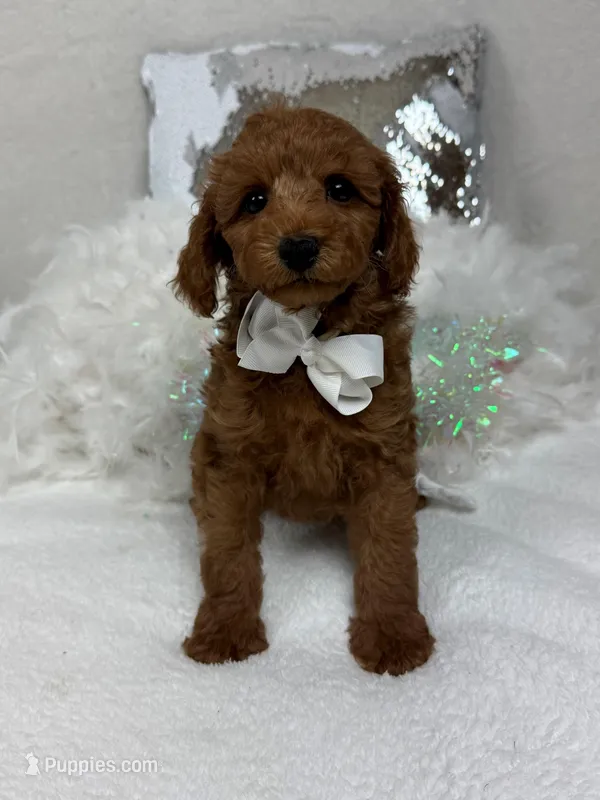 Brinley White Boy – Miniature Goldendoodle puppy for sale in Bullard, TX