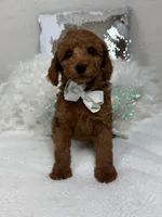 Brinley White Boy, a male Miniature Goldendoodle for sale in Bullard, TX – Photo 2 of 8