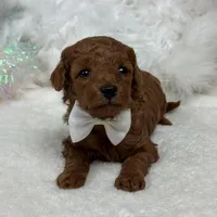 Brinley White Boy, a male Miniature Goldendoodle for sale in Bullard, TX – Photo 6 of 8