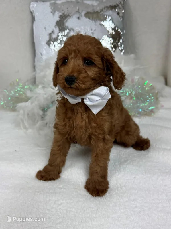 Brinley White Boy – Miniature Goldendoodle puppy for sale in Bullard, TX