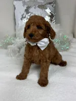 Brinley White Boy, a male Miniature Goldendoodle for sale in Bullard, TX – Photo 1 of 8