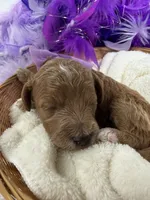 Peaches Purple Girl, a female Poodle - Miniature  for sale in Bullard, TX – 3 of 3