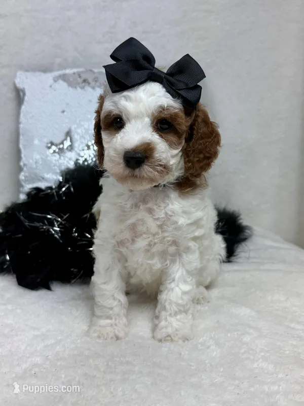 Ellie's Black Girl – Cavapoo puppy for sale in Bullard, TX